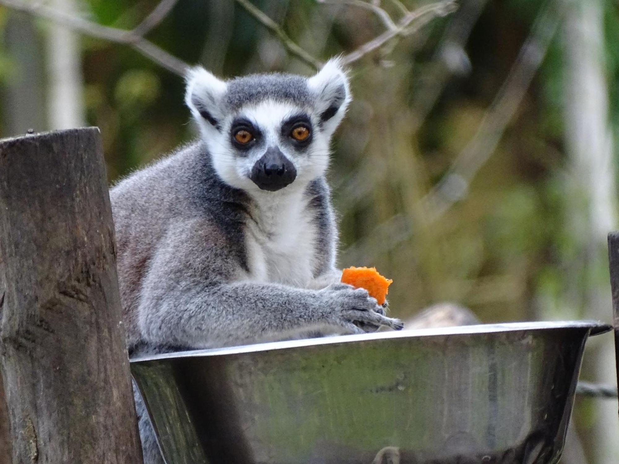 Trainefeuilles - Chambres D'Hotes Proche Zoo De Beauval Le Controis-en-Sologne Bagian luar foto