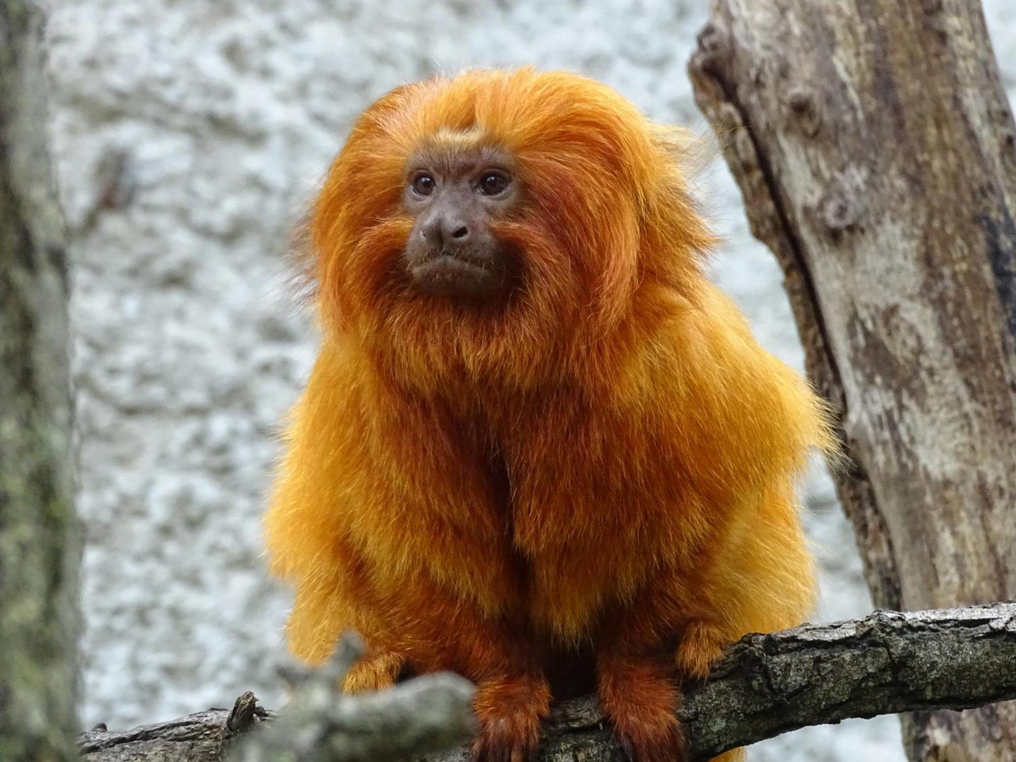 Trainefeuilles - Chambres D'Hotes Proche Zoo De Beauval Le Controis-en-Sologne Bagian luar foto