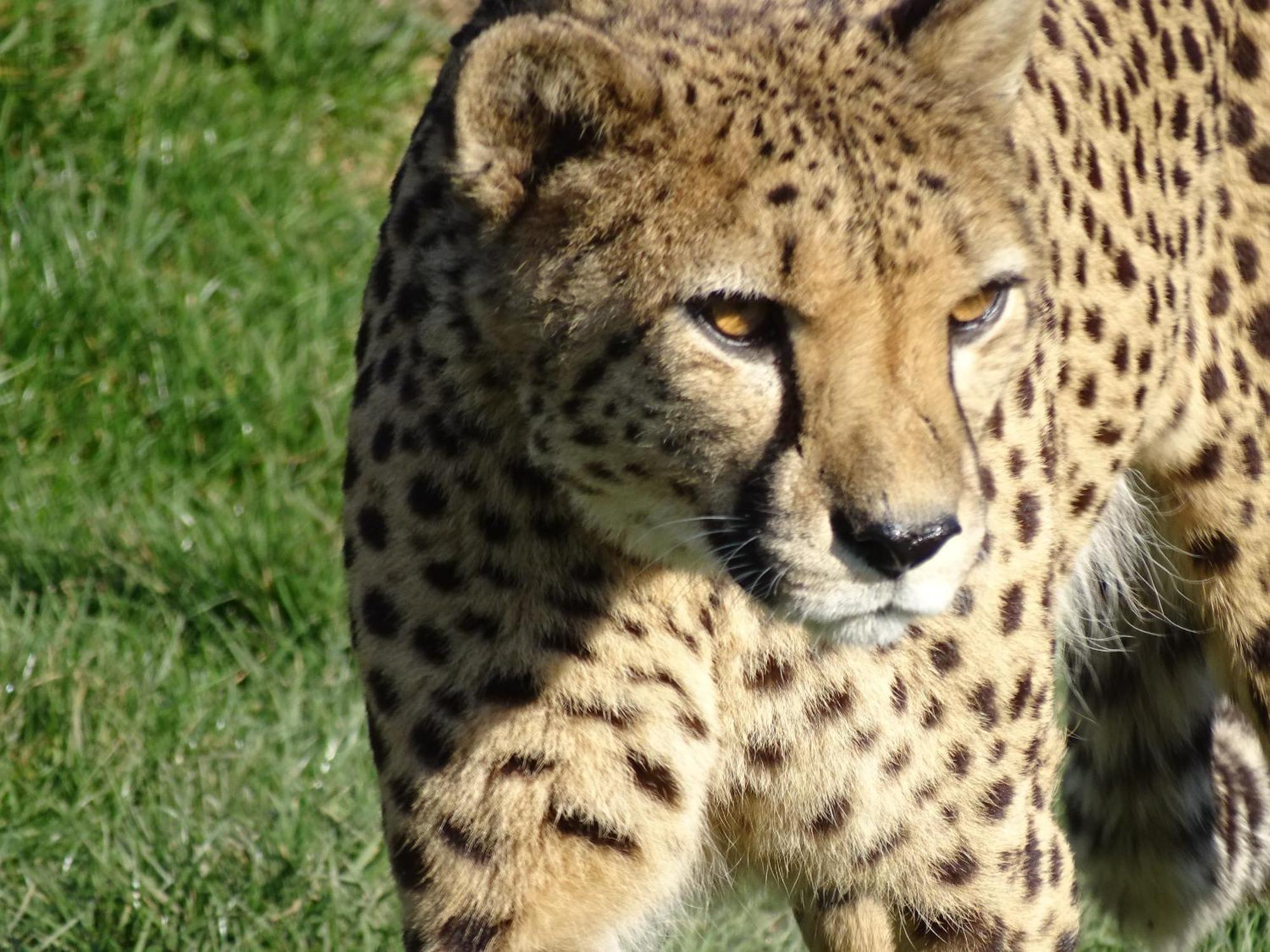 Trainefeuilles - Chambres D'Hotes Proche Zoo De Beauval Le Controis-en-Sologne Bagian luar foto